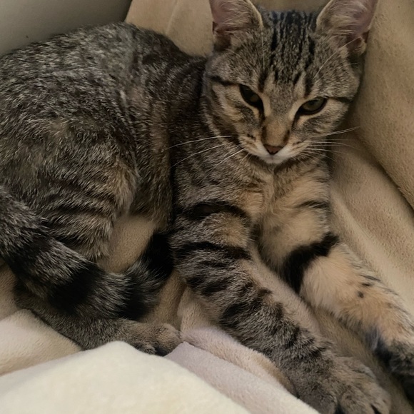 Meet your Posher, Darla - Picture 2 of 8